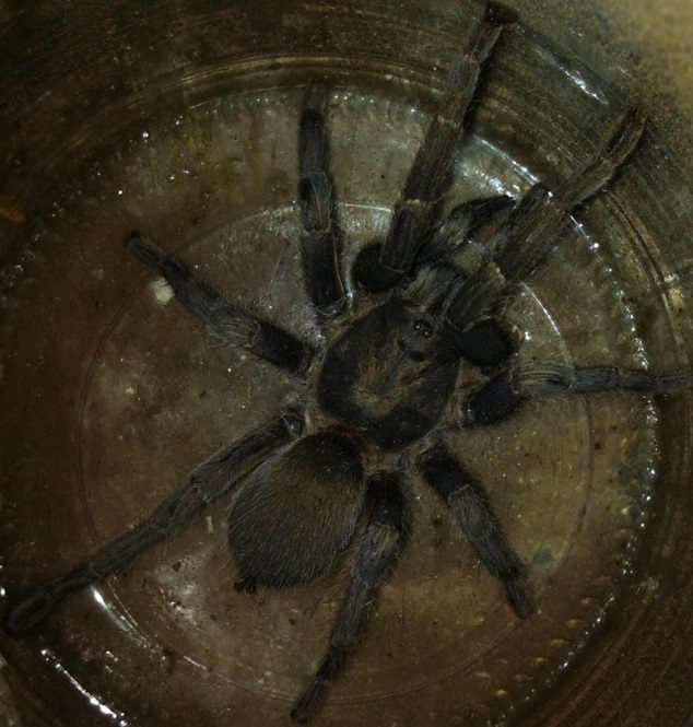 Chaetopelma sp. - Libano
